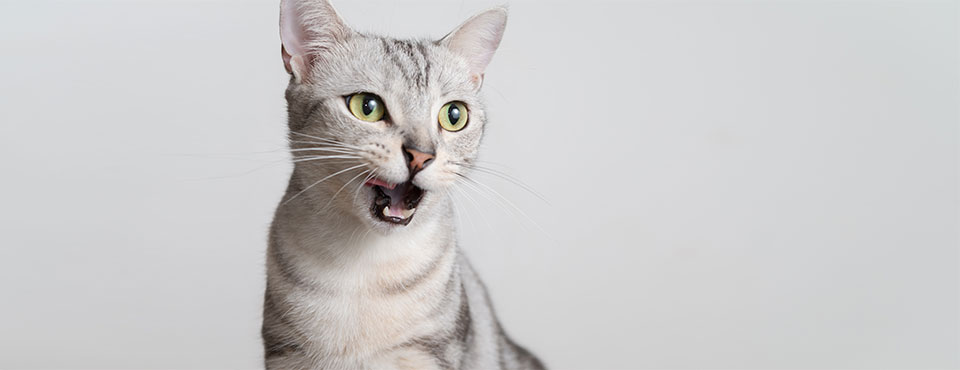 What’s Causing Your Cat to Cough?