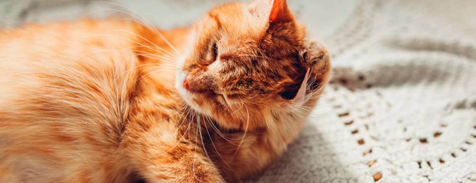 Your Itchy, Scratchy Cat – All About Cat Skin Problems