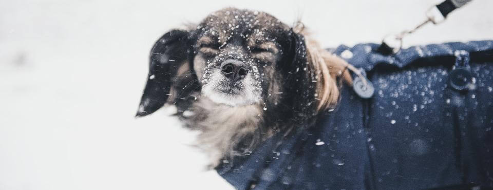 3 Easy Ways To Keep Your Fur Friends Protected During Extreme Weather