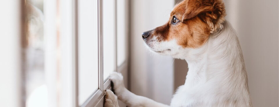 Preventing Separation Anxiety Issues in Your Dog