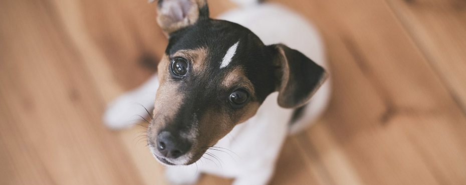 You Don’t Want To Have Brown Dog Ticks Over For Dinner