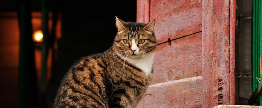 How Cats Get Fleas Indoors