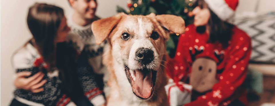 How To Create A Pet-Friendly Holiday Home
