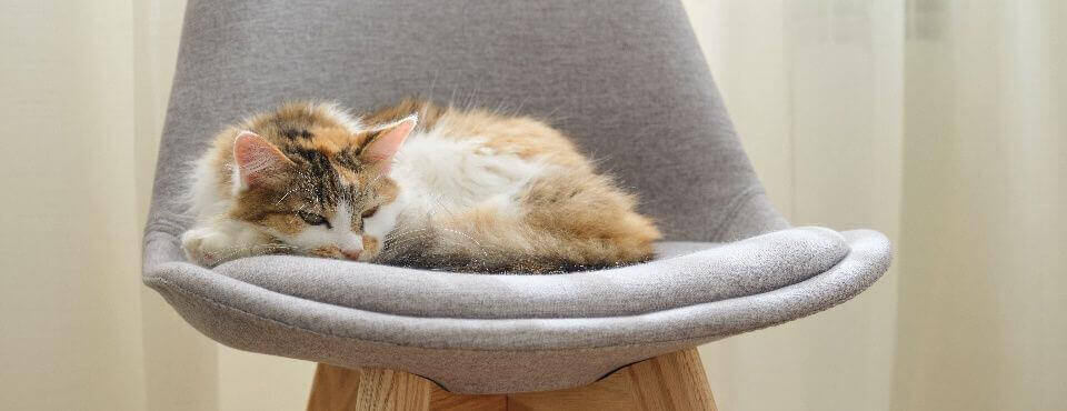 How do Cats Purr and Why: What Your Cat’s Purr May be Telling You