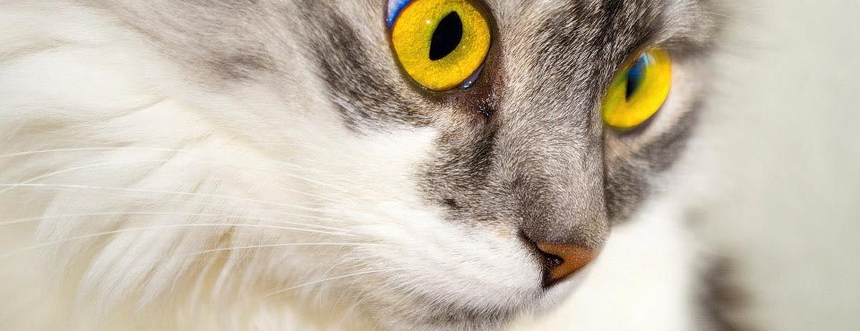 Stress in cats is a very real problem, could your cat be affected?