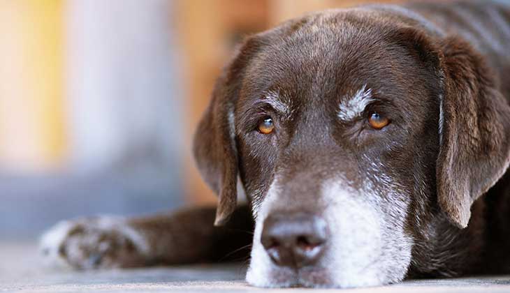 Brown aging dog