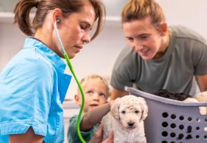 puppy at the vet