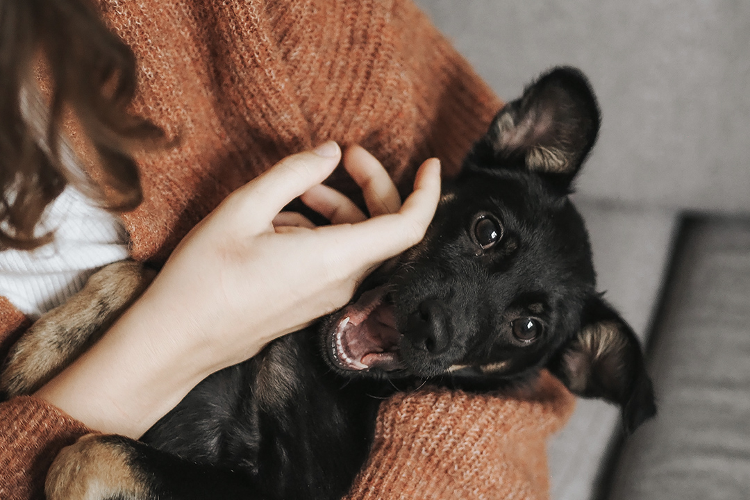 TRAINING PUPPIES FOR STORMS: HOW WE CAN PREPARE YOUNG DOGS FOR EXTREME WEATHER