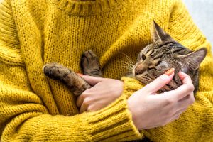 Portrait of a cat in the hands of the owner. Ticks on Cats
