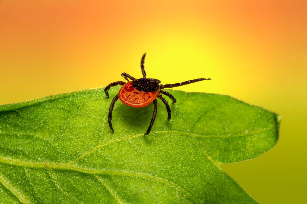 tick on leaf