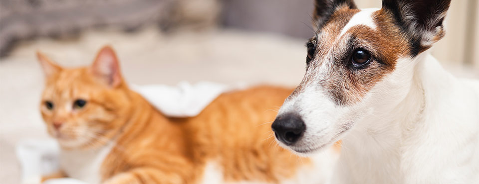 Terms to learn when your dog or cat has Diabetes