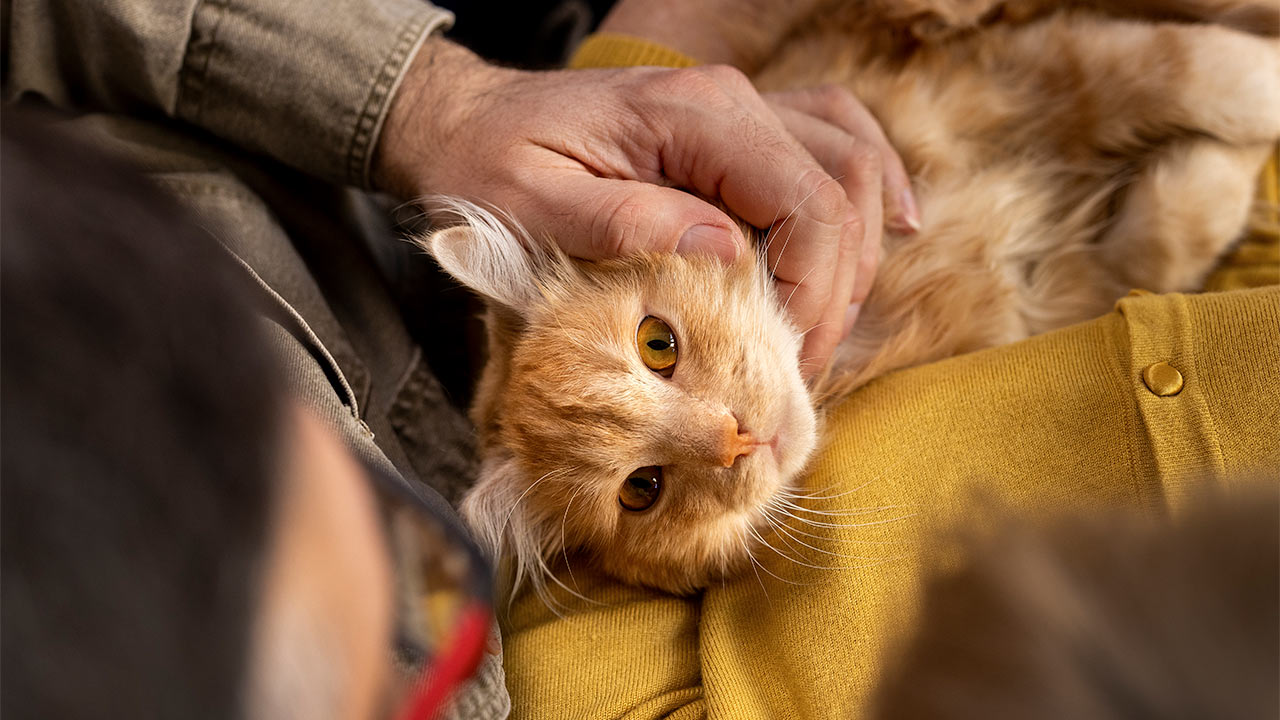 Pet Psychology Tips & Advice