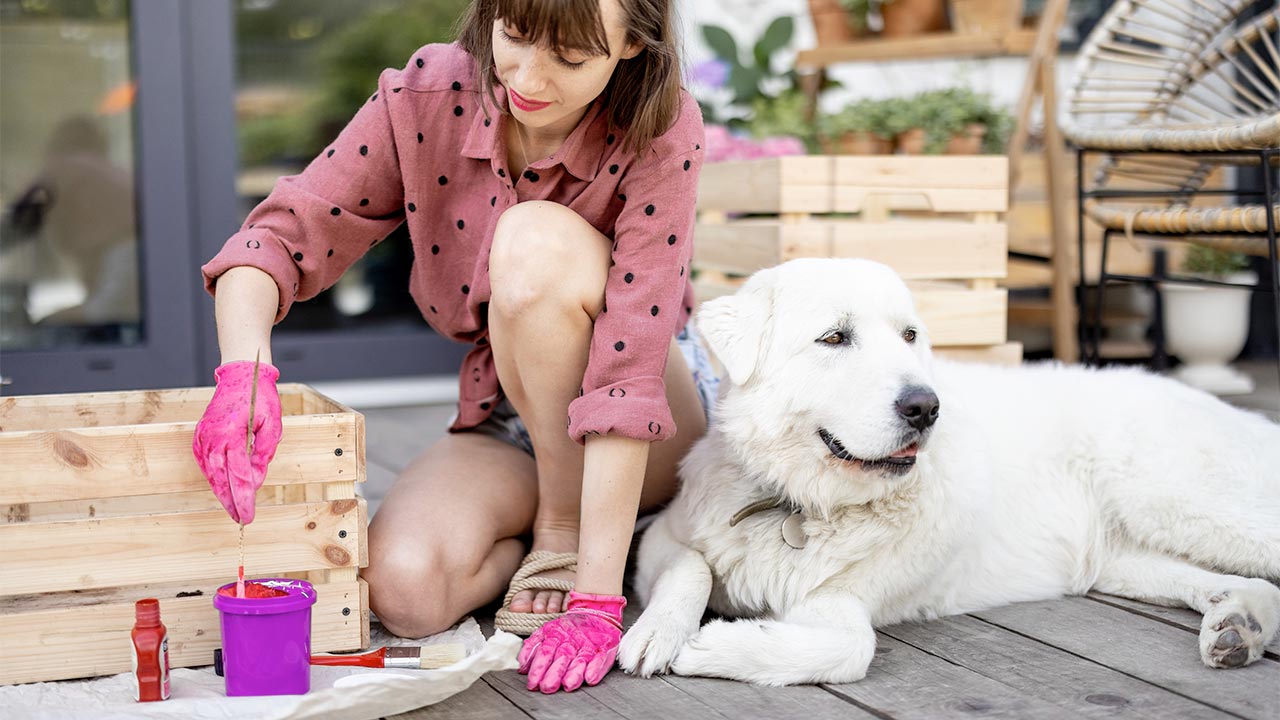 DIY Pet Projects Ideas