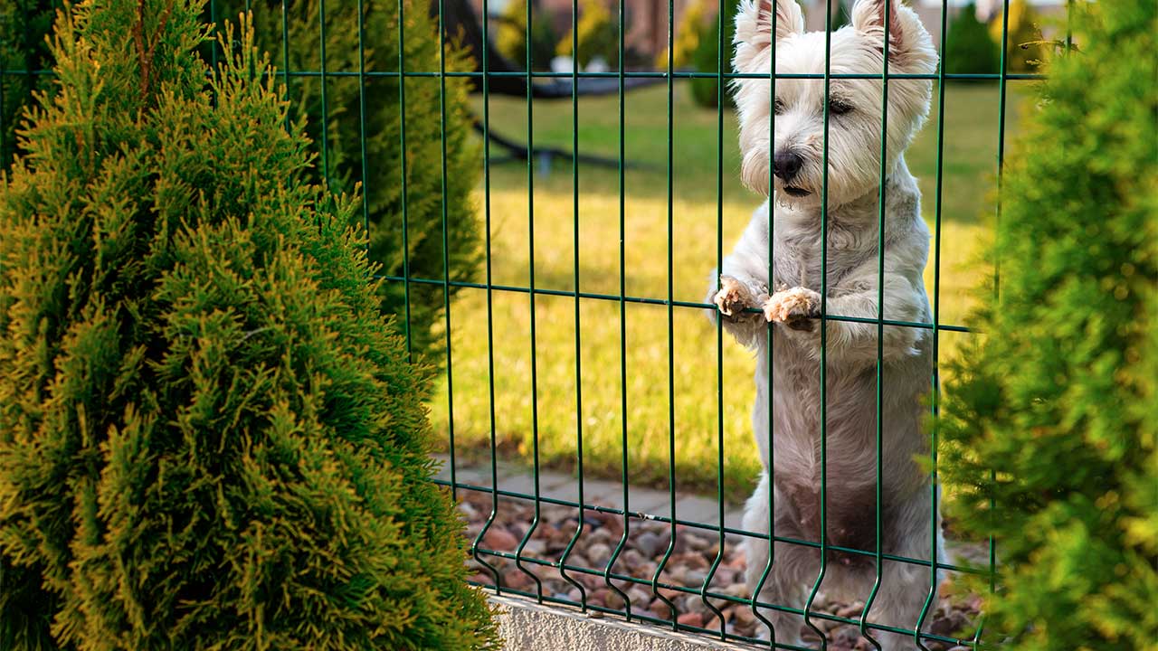 How To Pet Proof Your House